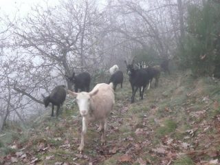 Caprette nella nebbia, incontrate tra Piancerese e La Maddalena