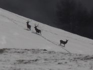 07 - Cervi sul versante di Savoulx