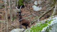 Stambecco con campana a Biolla