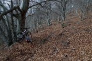 la faggeta verso il Ceppo