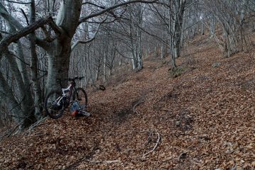 la faggeta verso il Ceppo