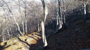 bosco pulito