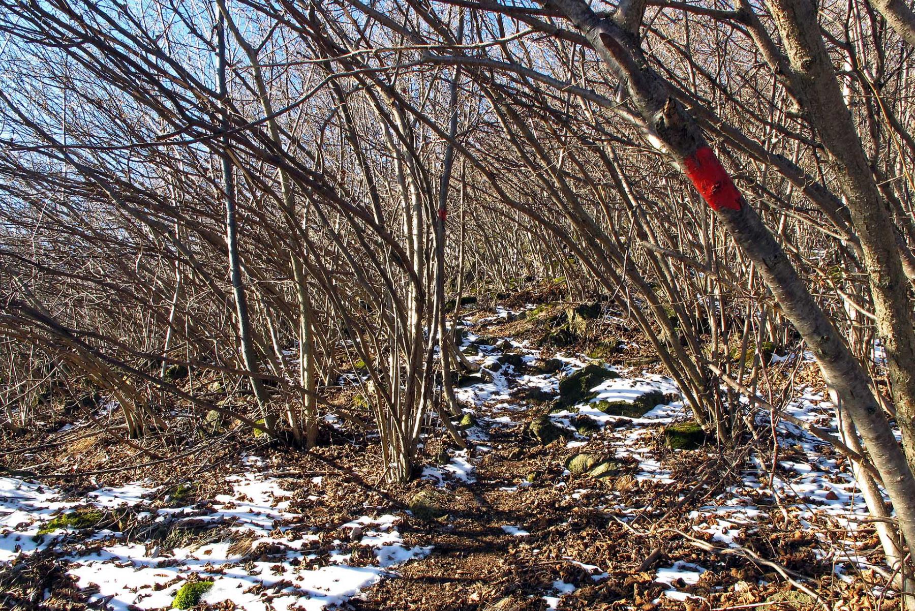 Oltre la Madonna della Neve la segnaletica è dipinta sugli alberi