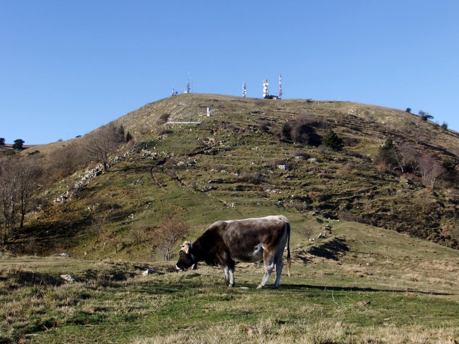 Mucche sotto la vetta