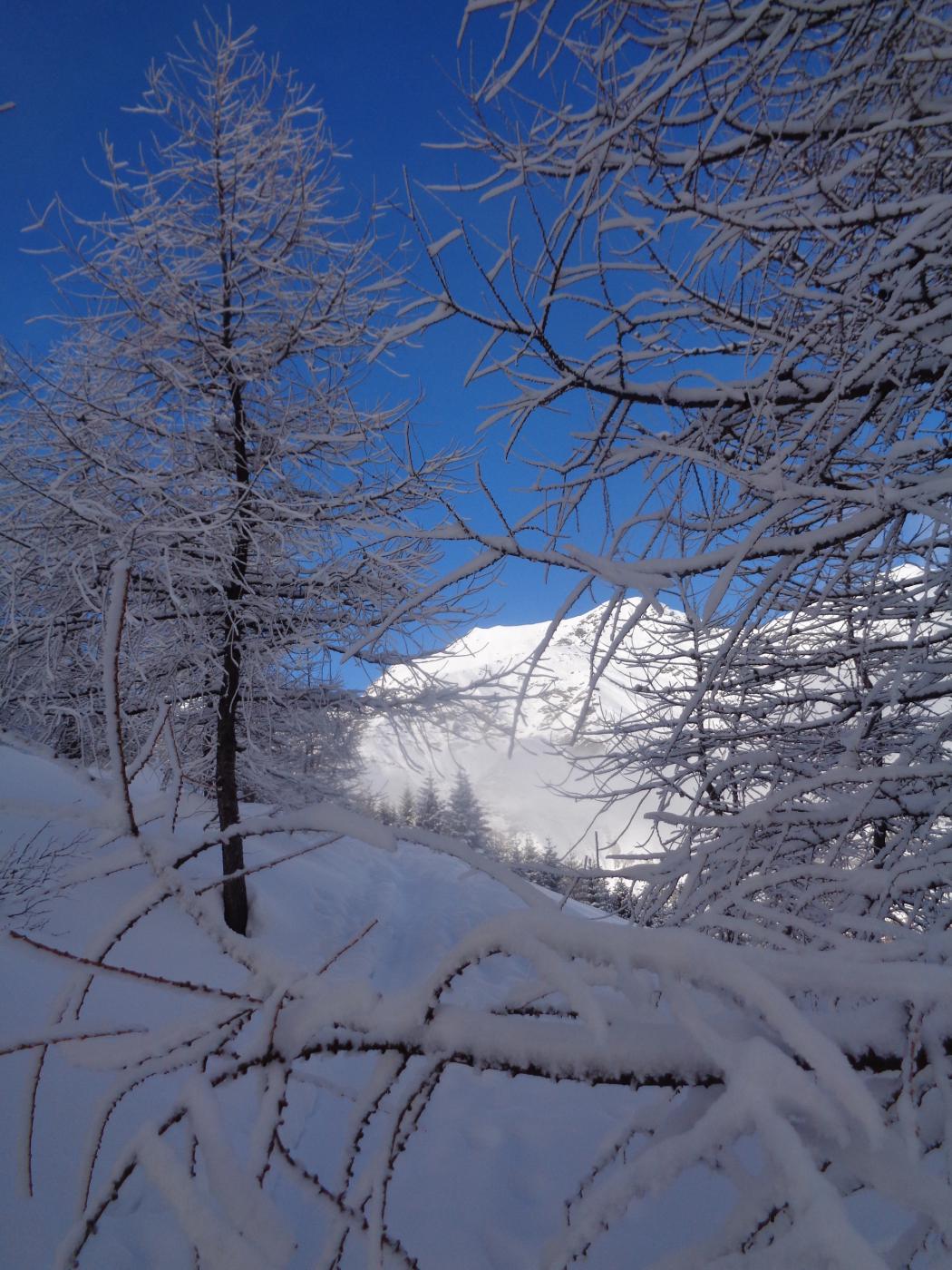 scorci di Gran Truc tra i larici