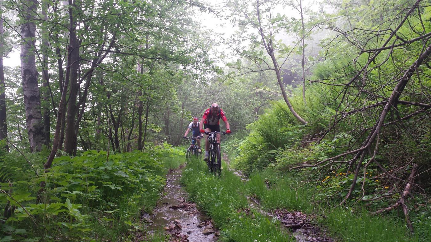 molti tratti ...umidi