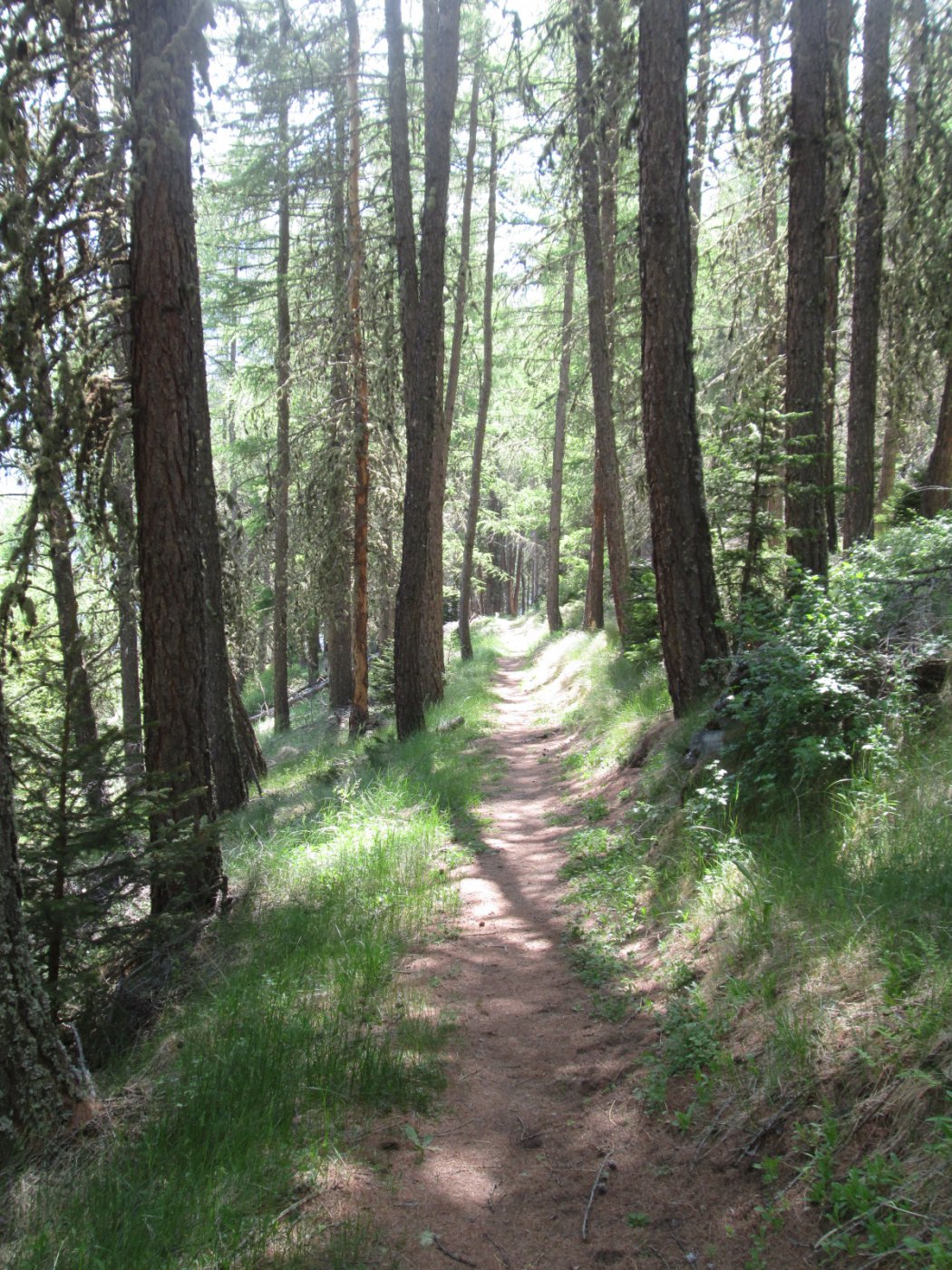 il bellissimo sentiero nel bosco