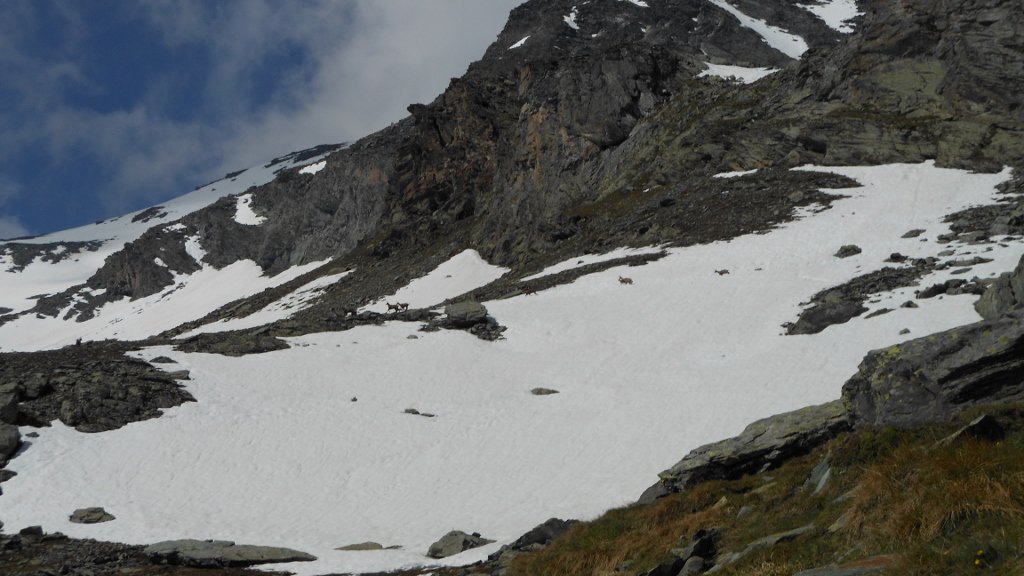 Nevai con attraversamento camosci