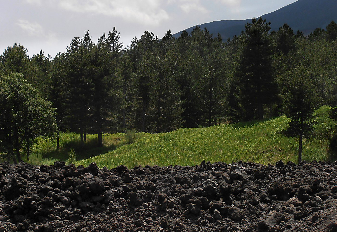 il bosco lungo il percorso