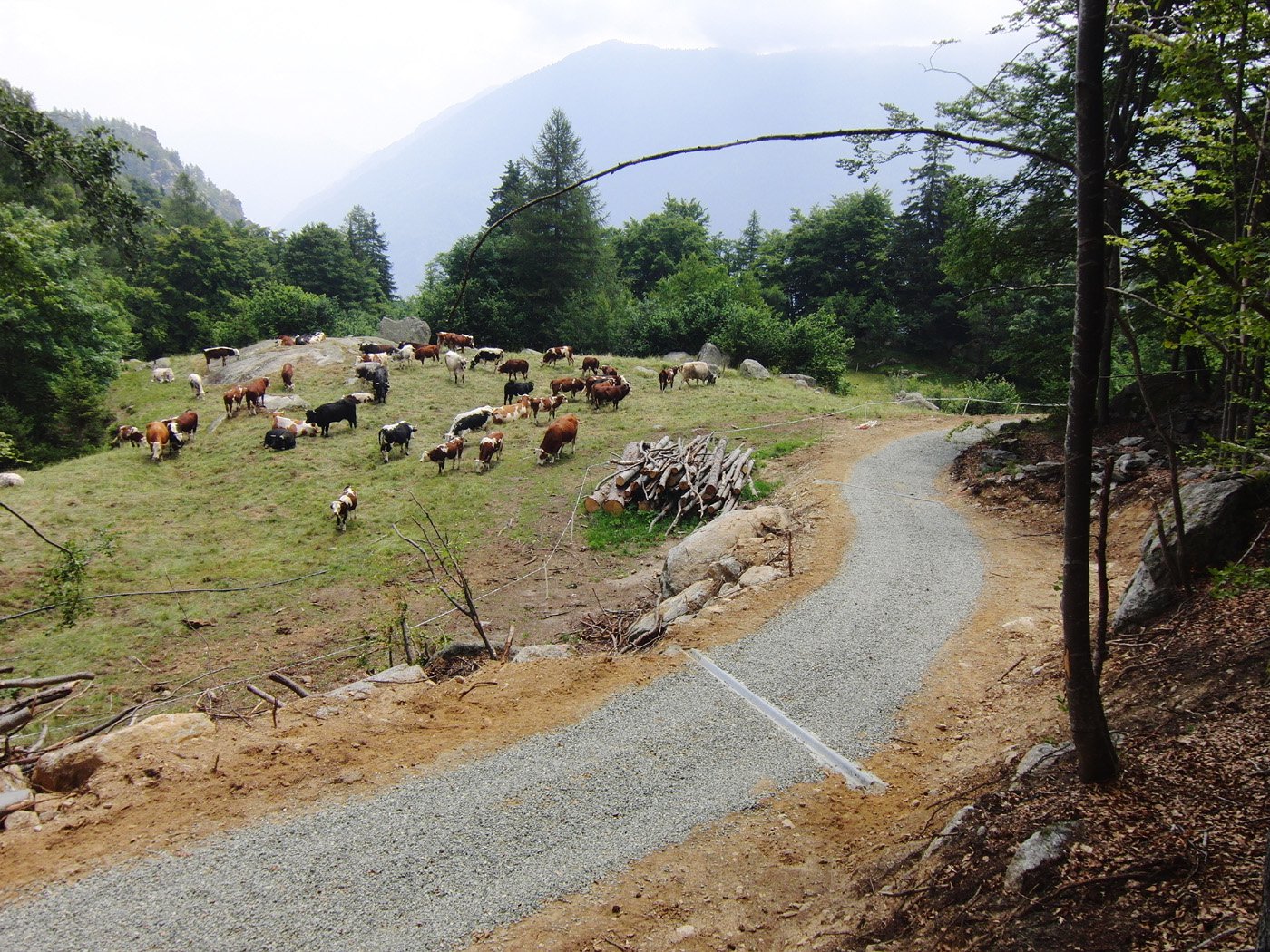 Sul bordo del pascolo