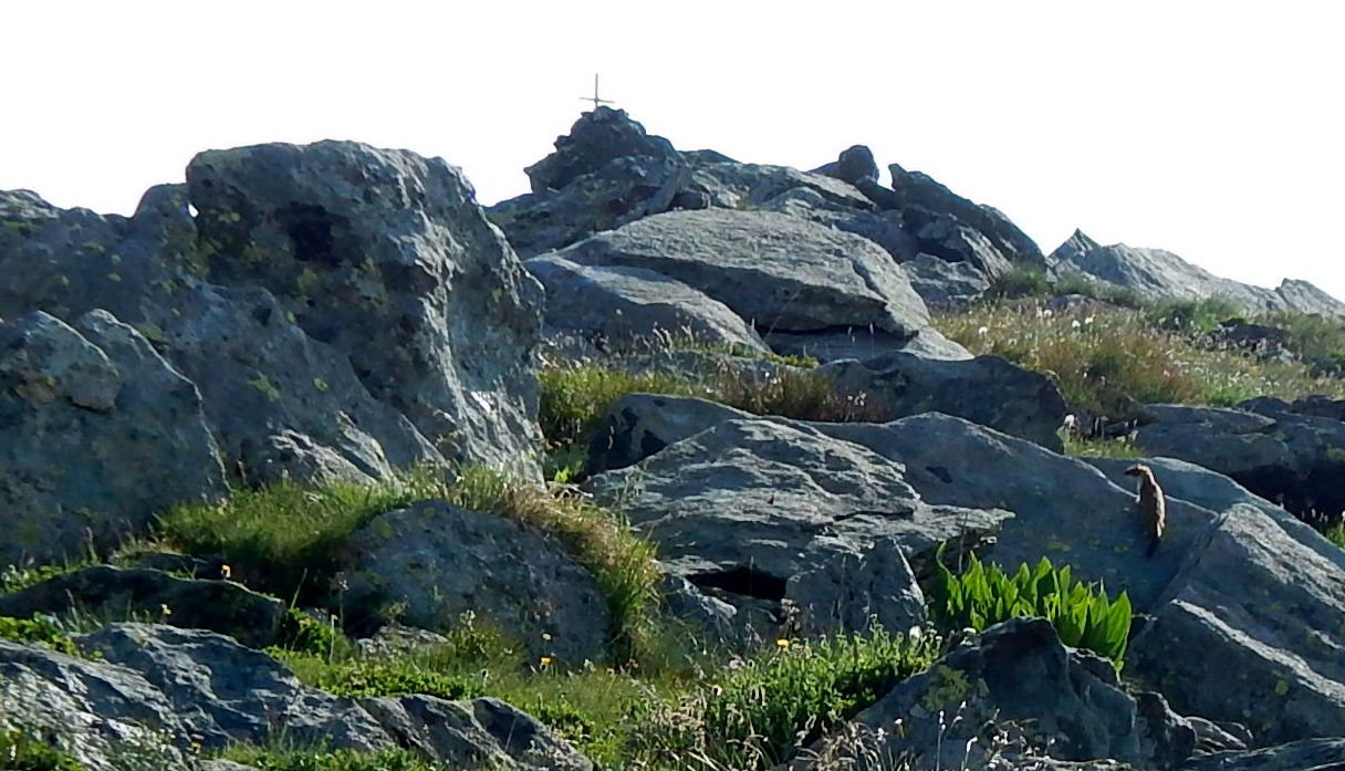 P. Serene e ermellino