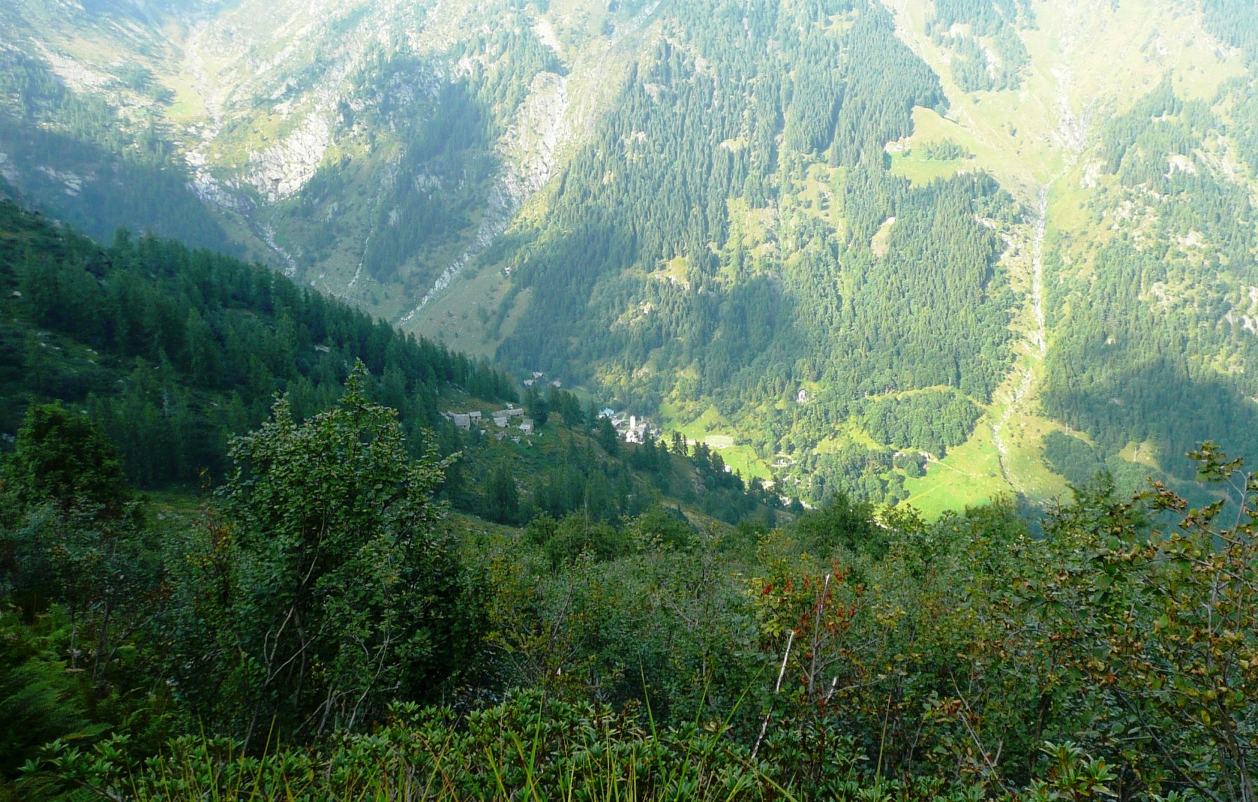 fra gli alpeggi di Scarpia vegetazione infestante, Rima in lontananza