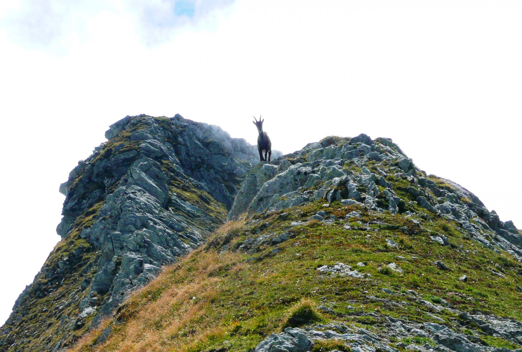 la sentinella del dosso grinner