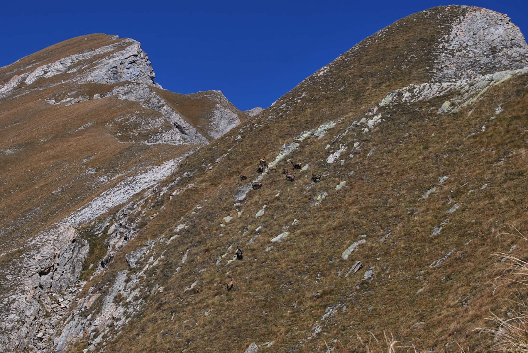 Camosci percorrendo il tratto verso il Bivacco