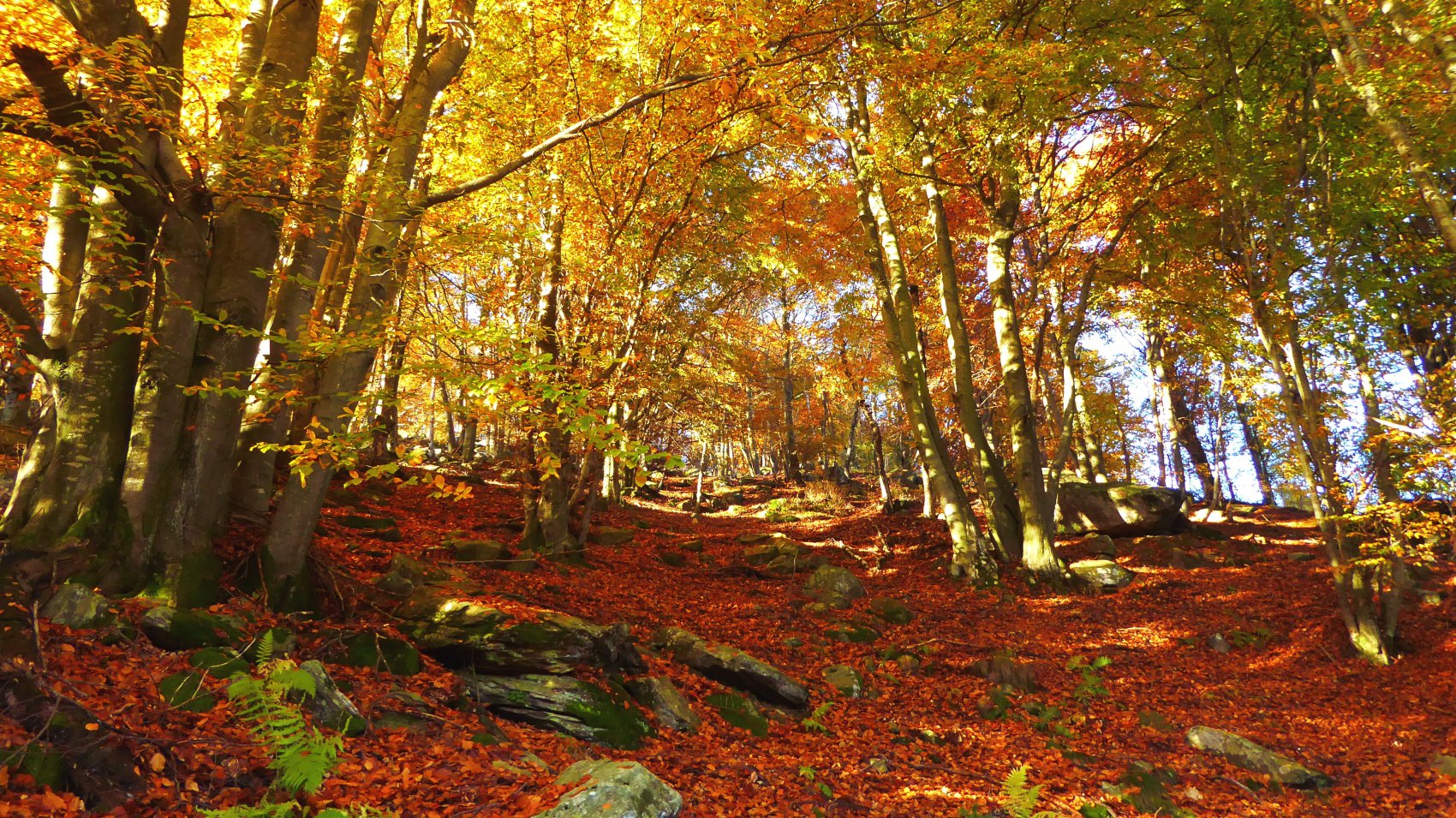 nel bosco verso La Testà