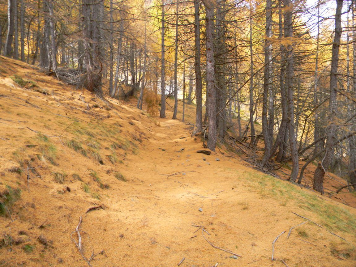 il grazioso sentiero boschivo