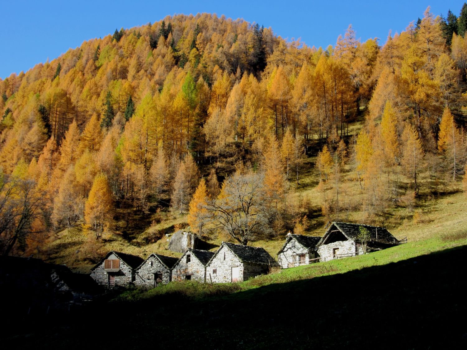 Colori all'Alpe Nocca