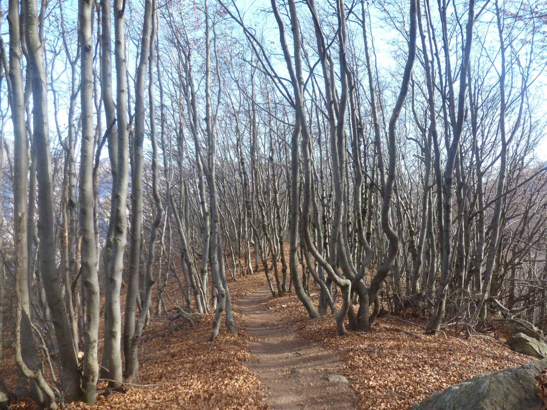 il bellissimo sentiero in discesa