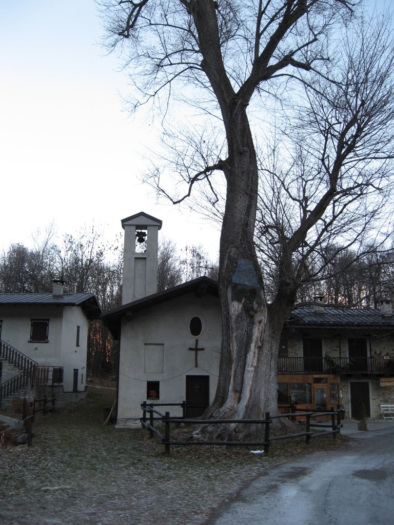 Il famoso olmo di Bergemolo