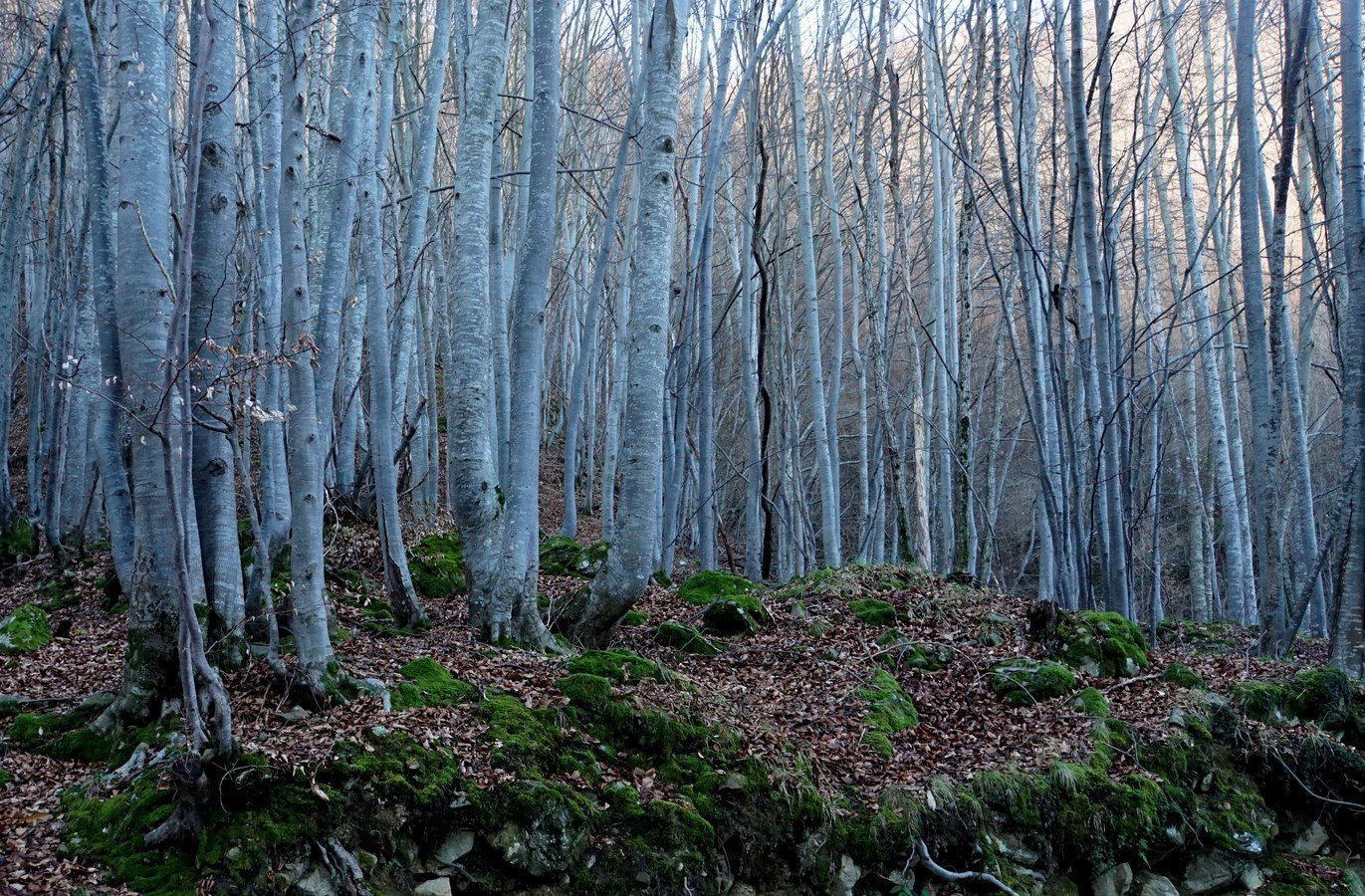 la splendida faggeta di Rezzo