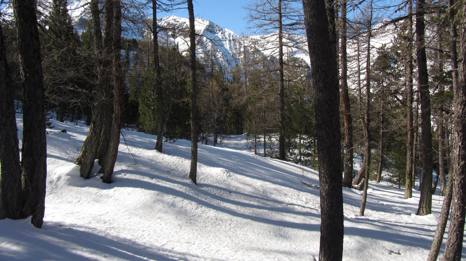 Il tratto di bosco rado al fondo del pendio canale, appena prima di immettersi nel torrente Bioley