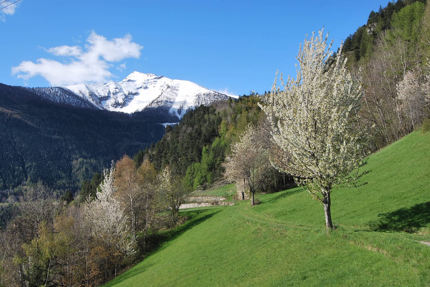 Fioriture e Becca del Merlo a Planrafort, sul sentiero 20 per Lo Lair