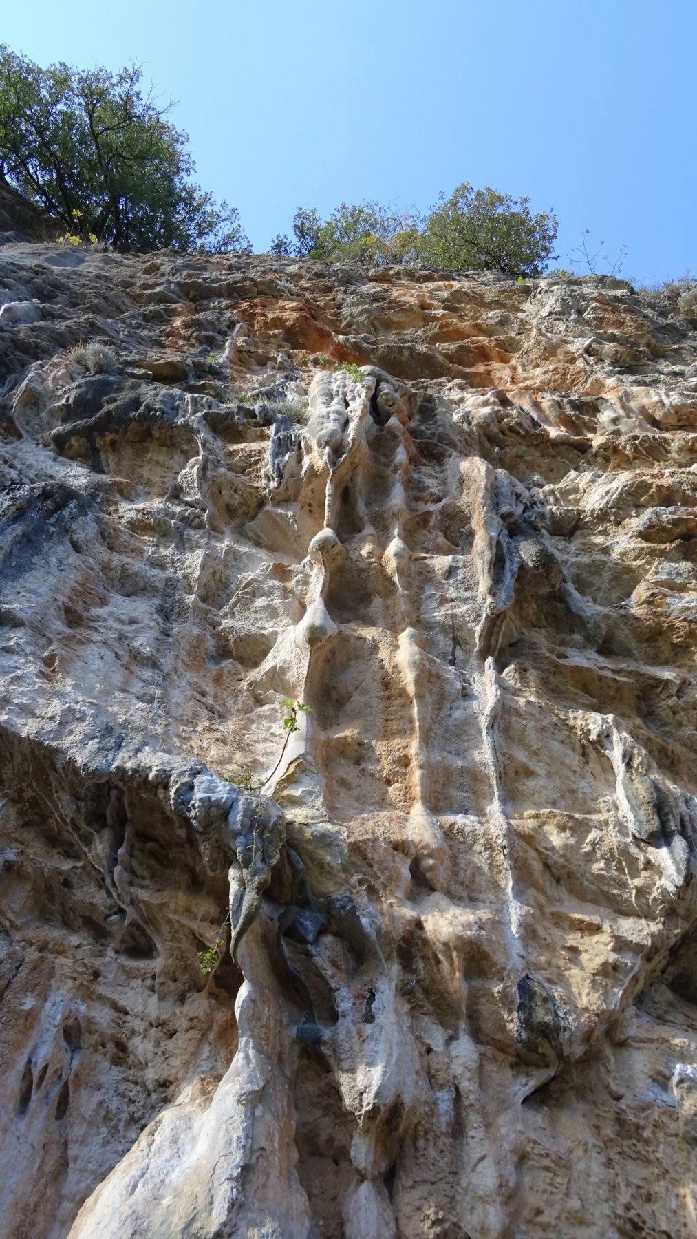 Canne nel settore centale