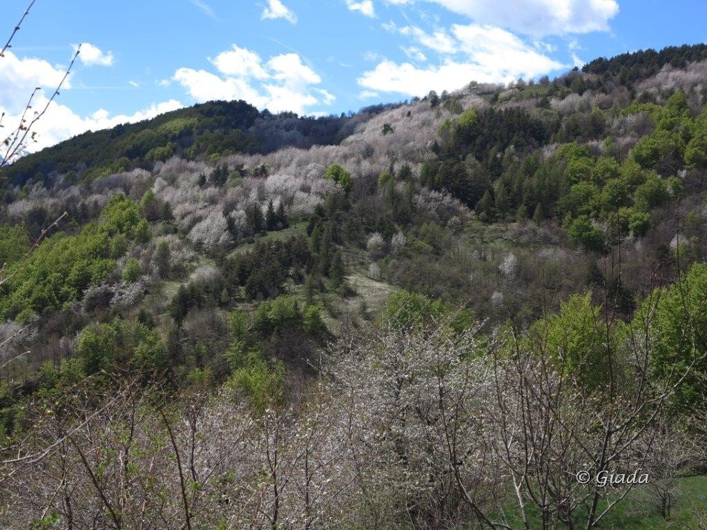 Le macchie bianche dei ciliegi risaltano tra il fresco verde