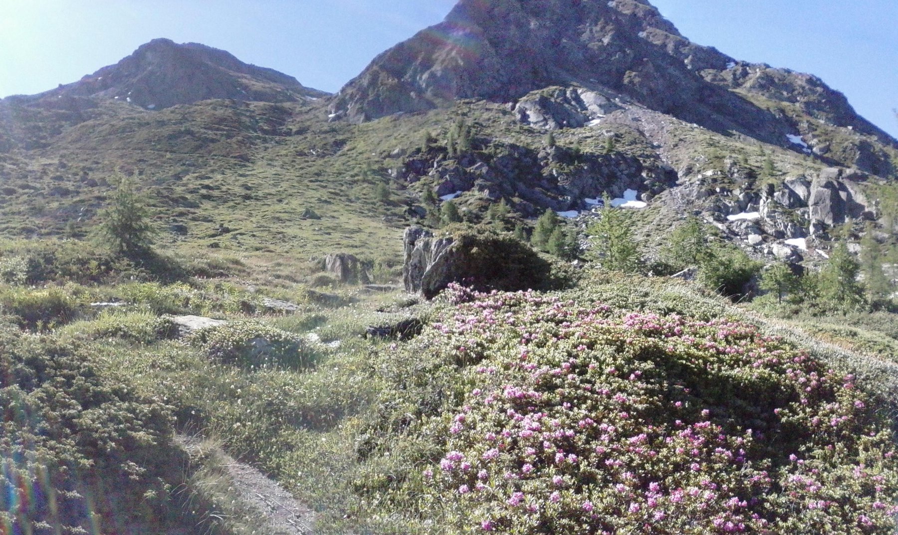 sul sentieron.6 all'incrocio col n.4...fioritura eccezionale di rododendri...