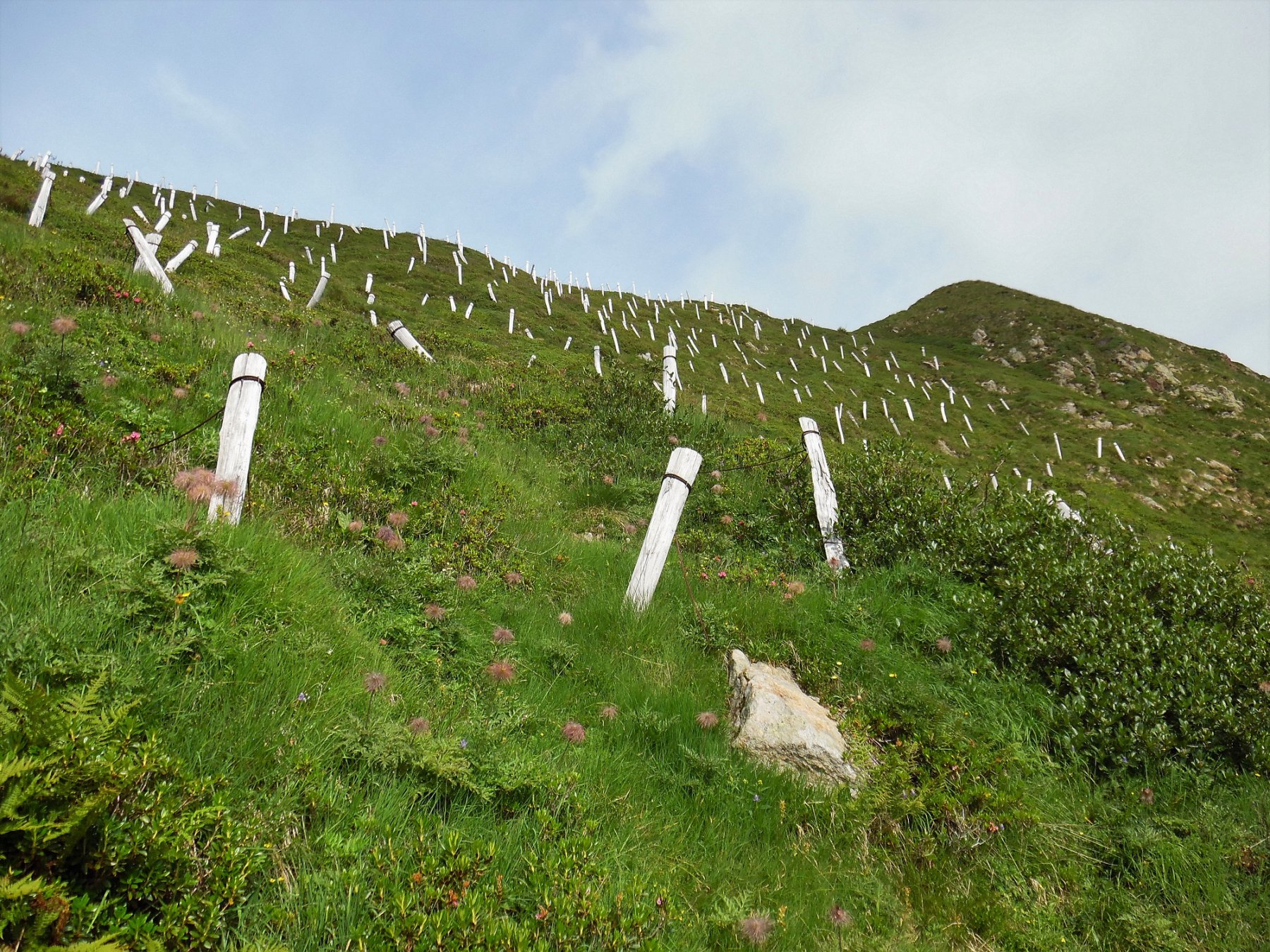 L'erto pendio di rododendri
