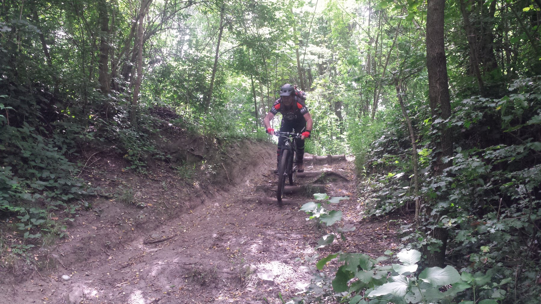 il cinghiale in azione 