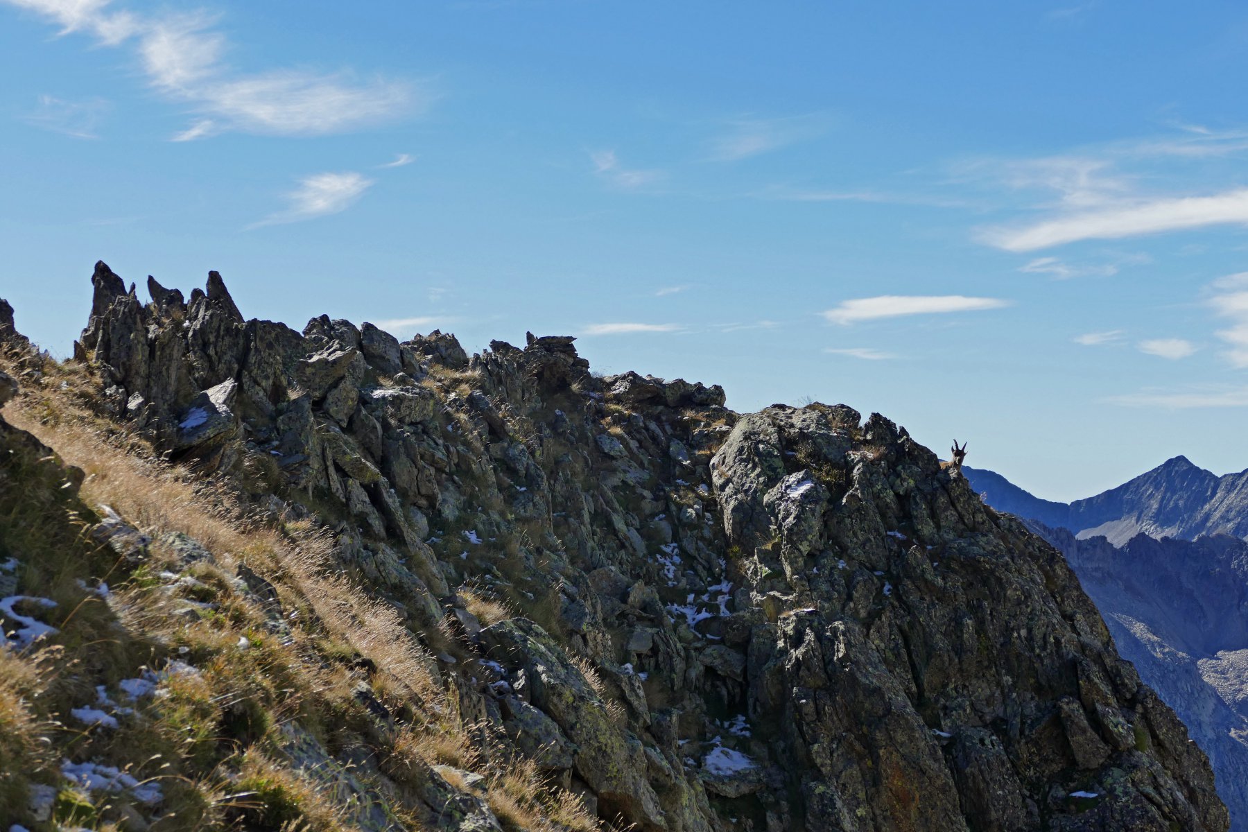 Stambecco in modalità mimetica