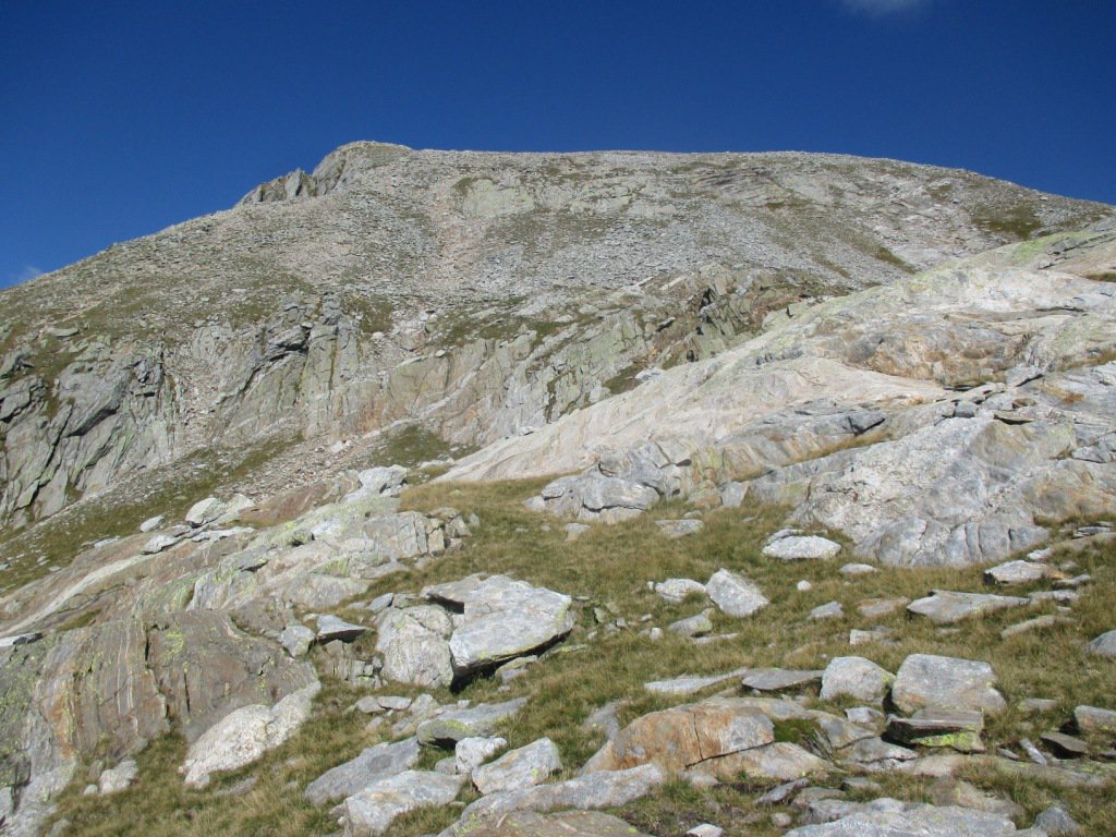largha dorsale per il Rabbi