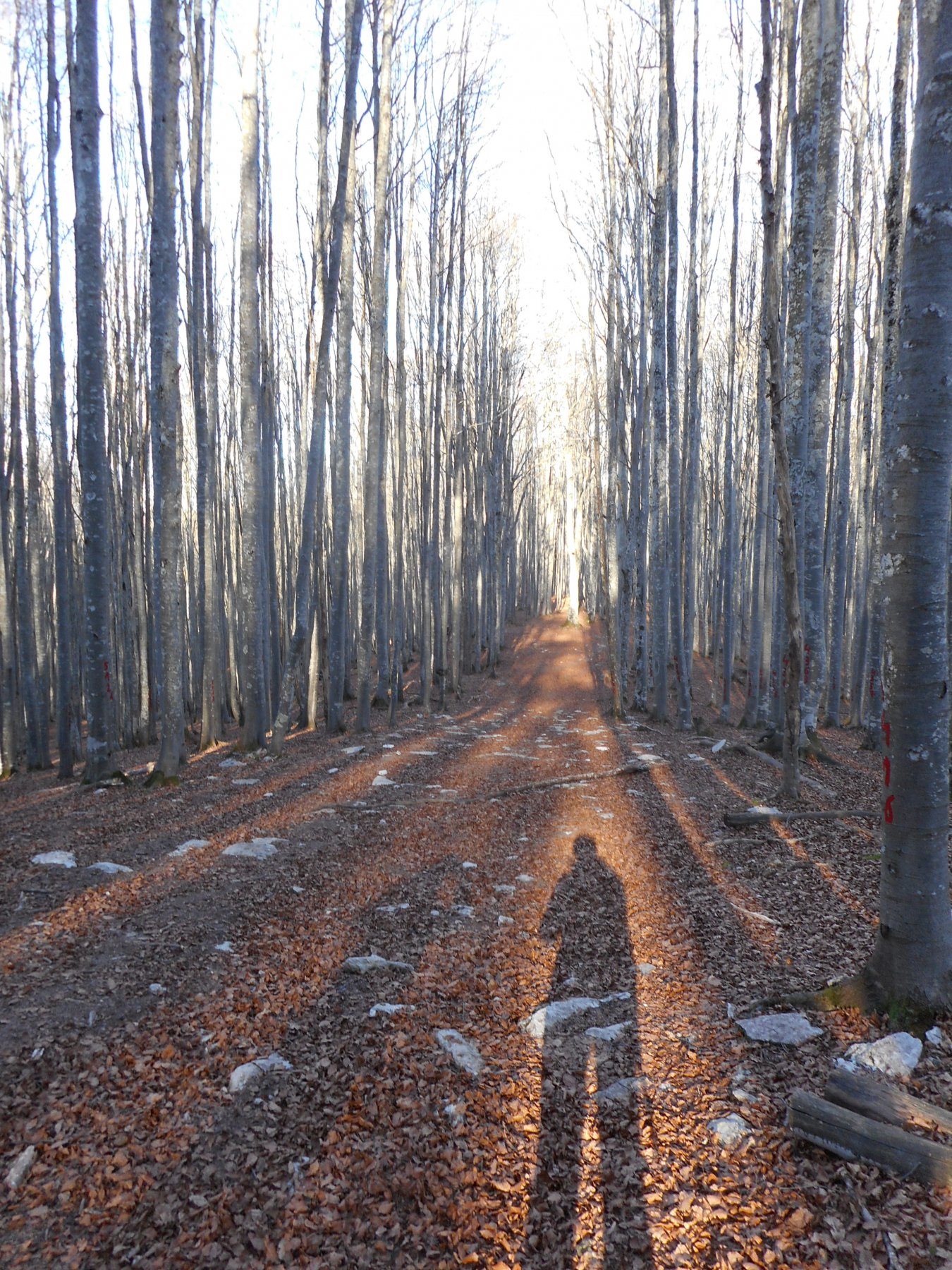 Foresta del Cansiglio