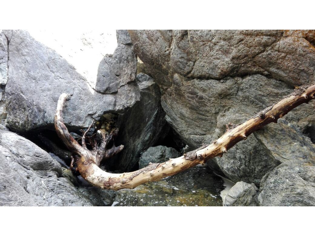 Marmitta con tronco incastrato