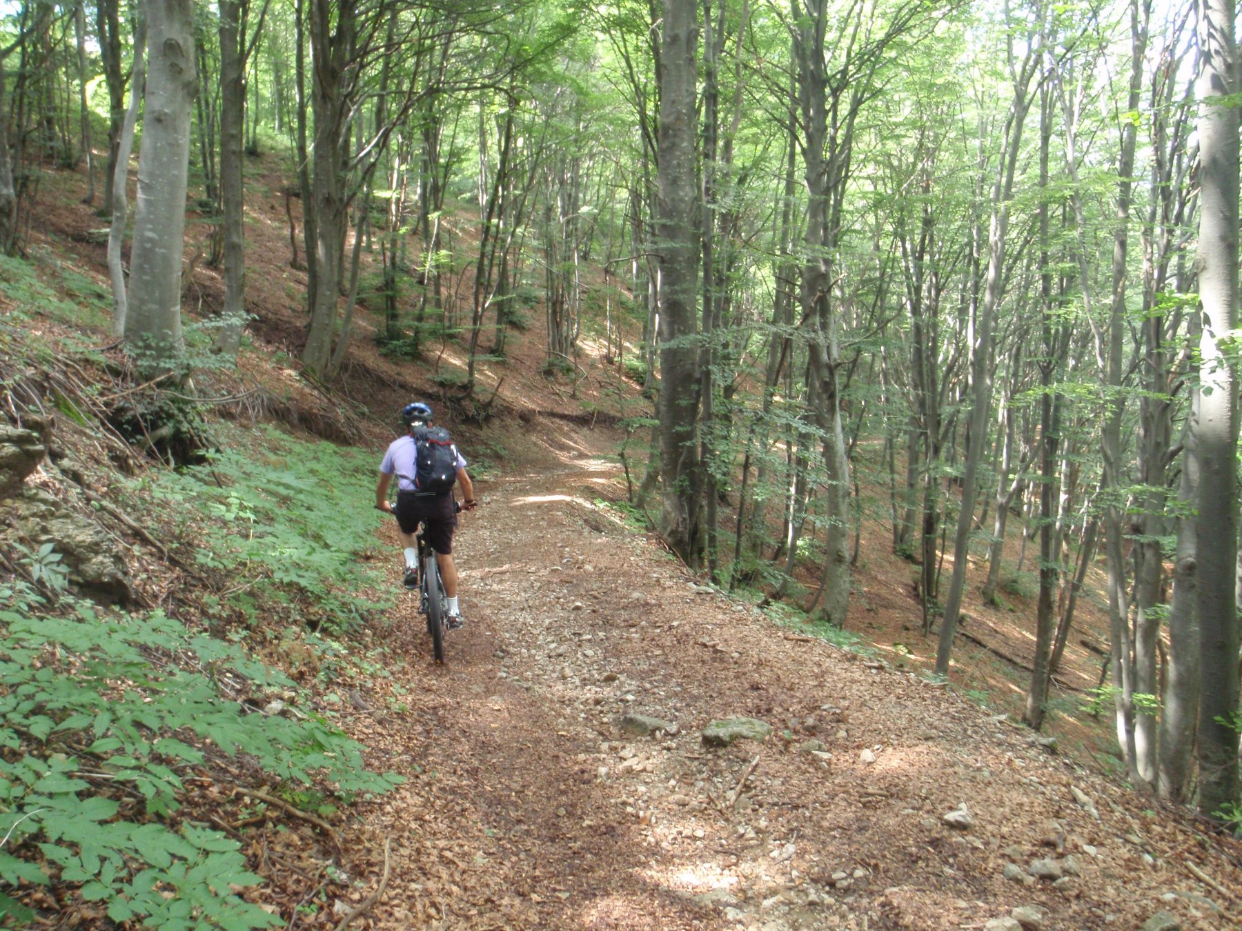 Nel bosco nel tratto Culmine S. Pietro - Maggio