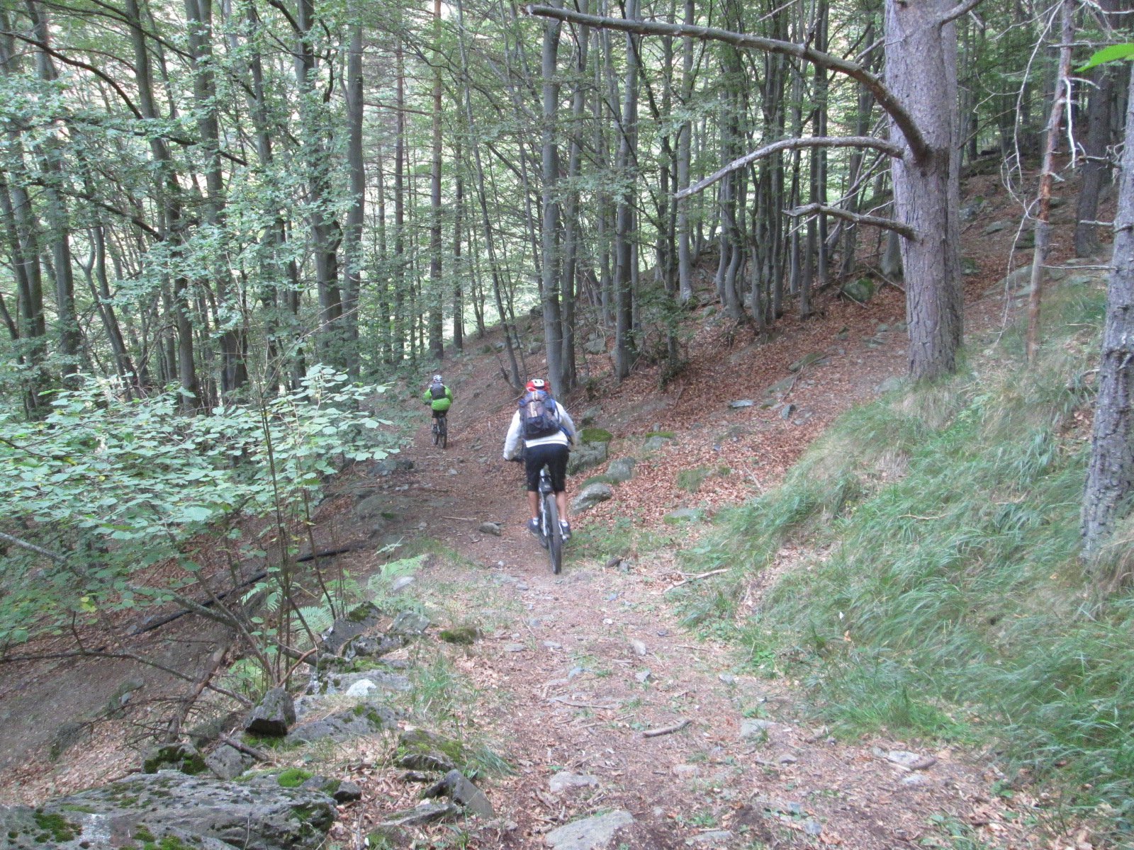 bel sentiero nella faggeta