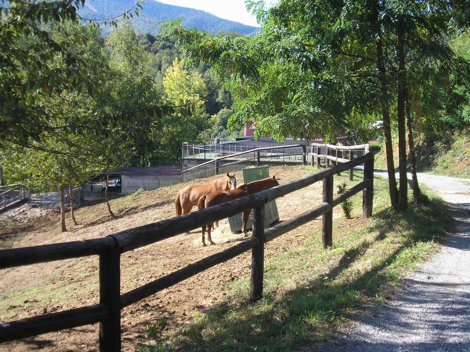 Cavalli nei pressi del Colle del Morté
