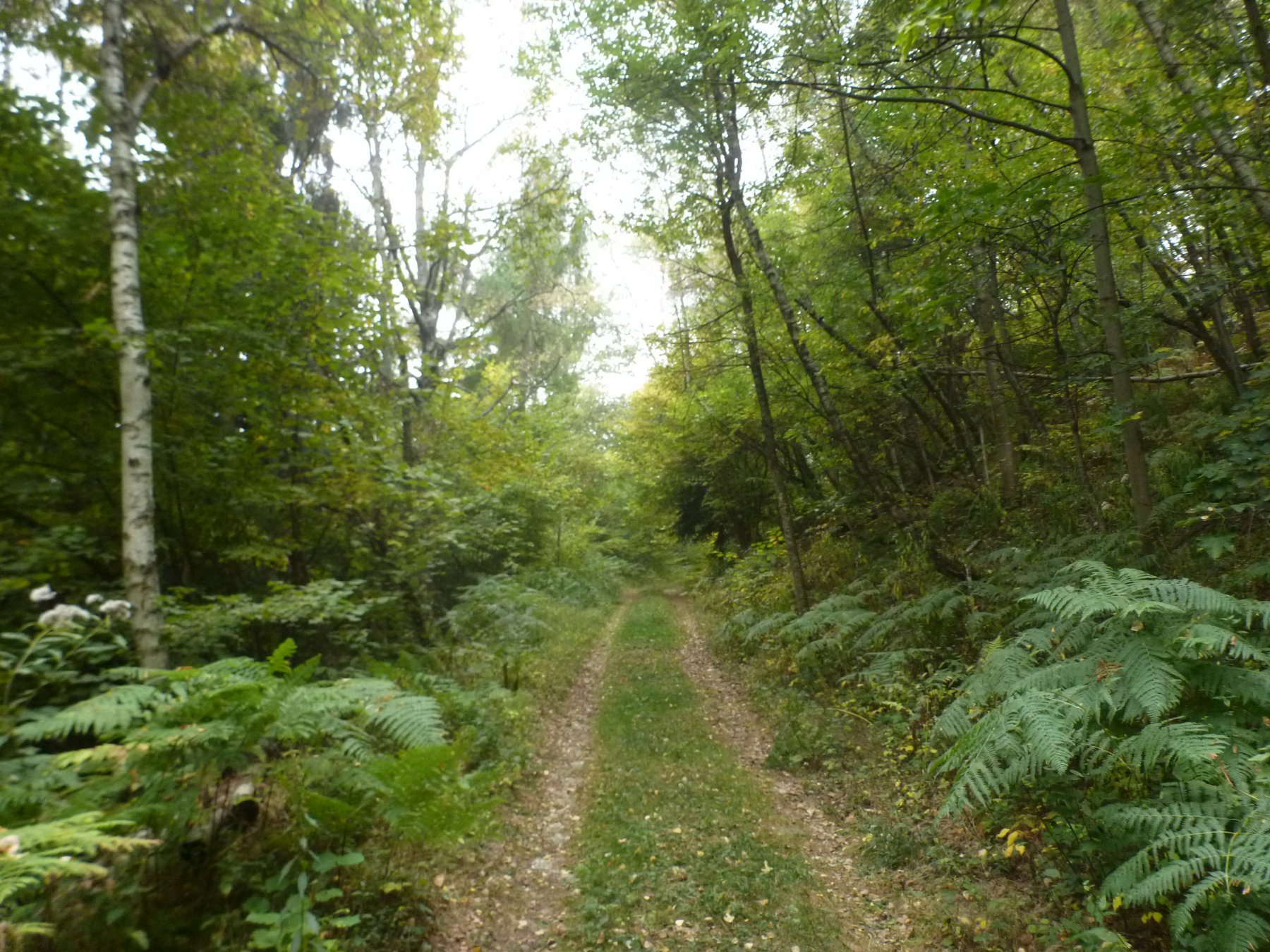 la stradina forestale