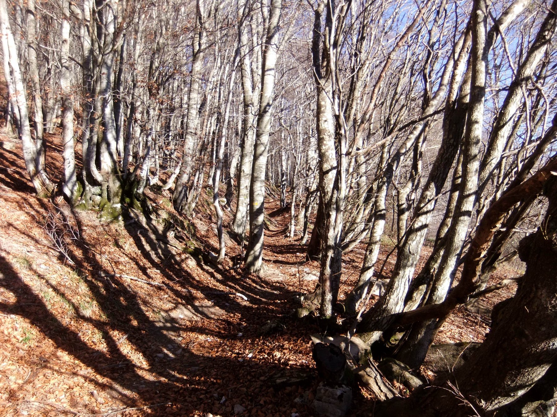 Sentiero nella splendida faggeta