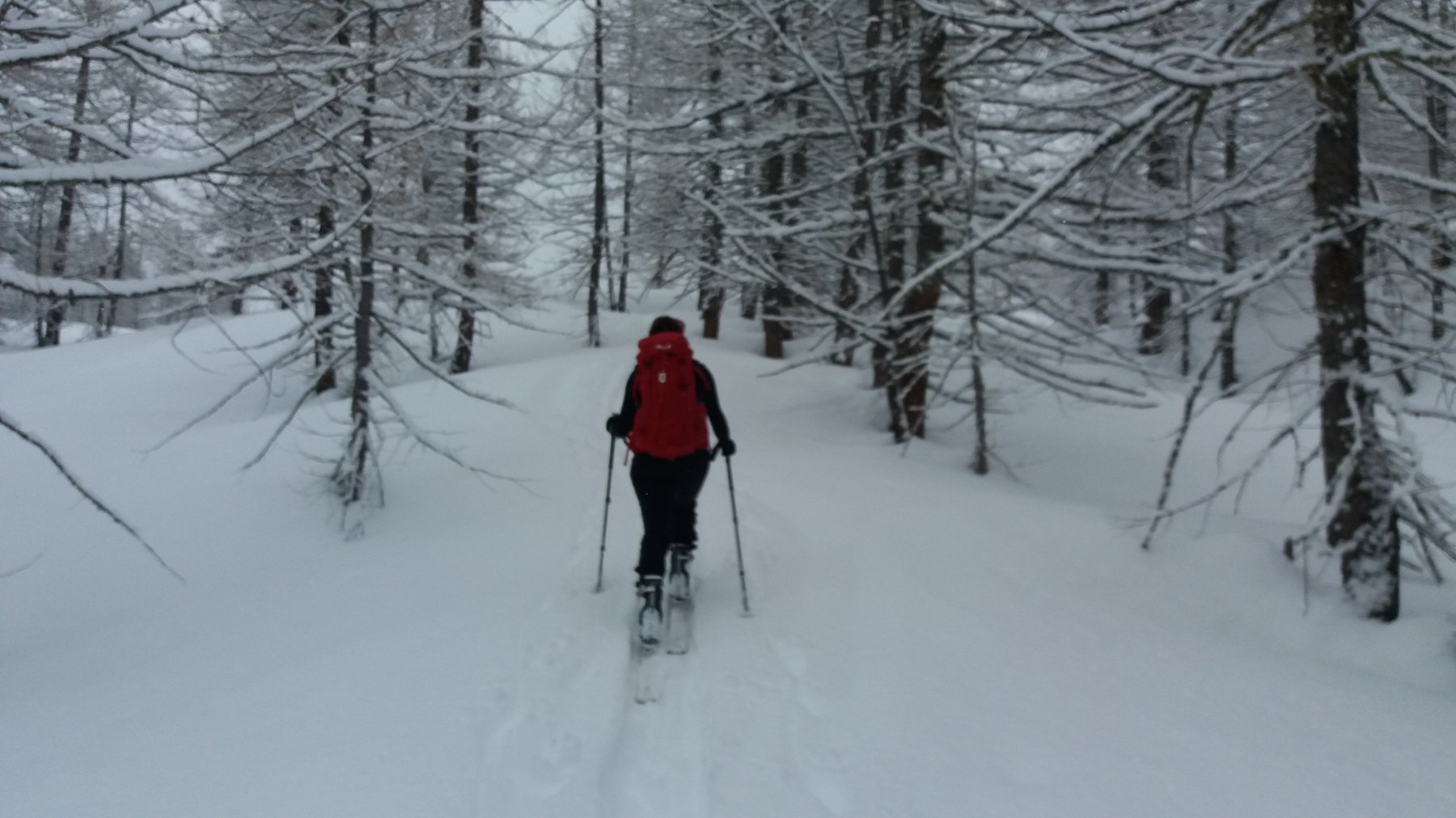 Salita nel bosco