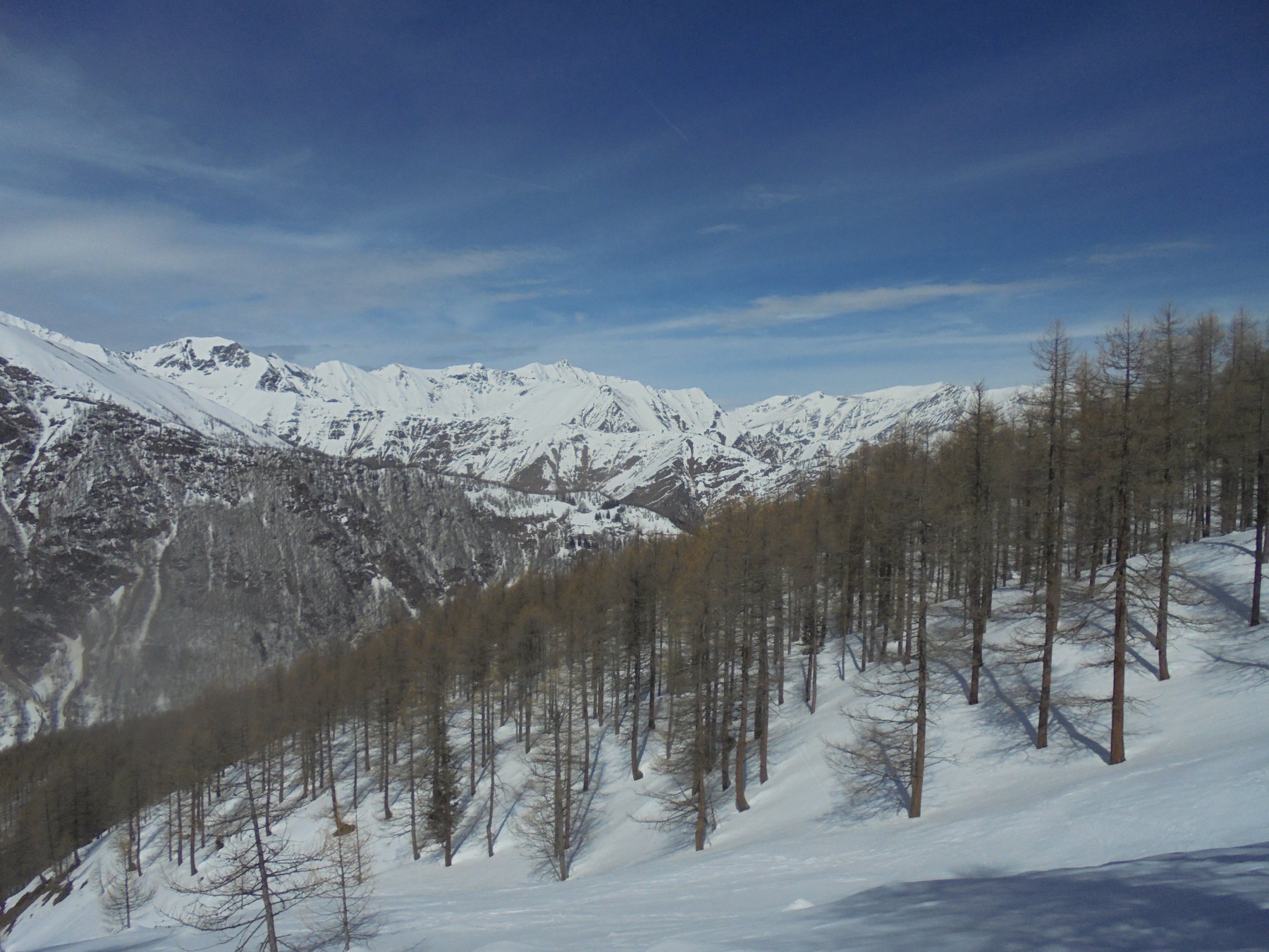 Bel colpo d'occhio in mezzo al bosco rado