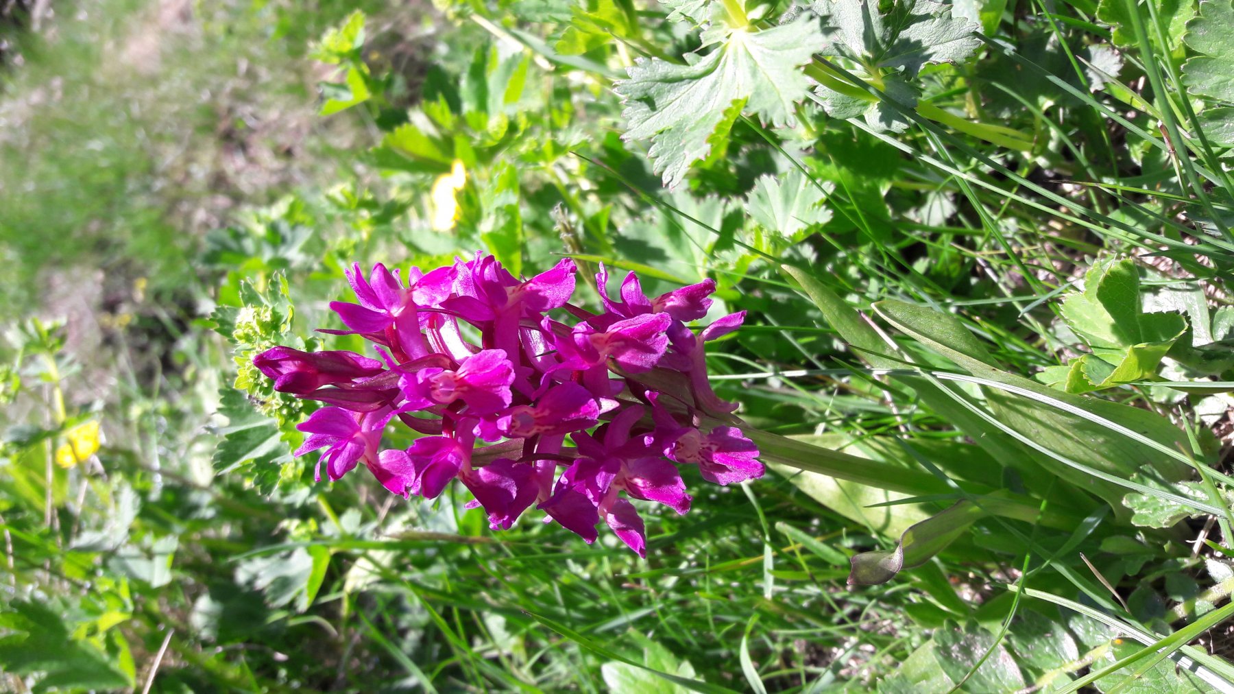 Splendide fioriture