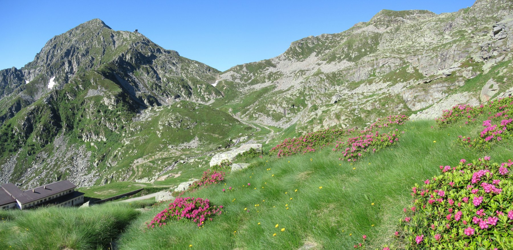 Splendida fioritura di rododendri
