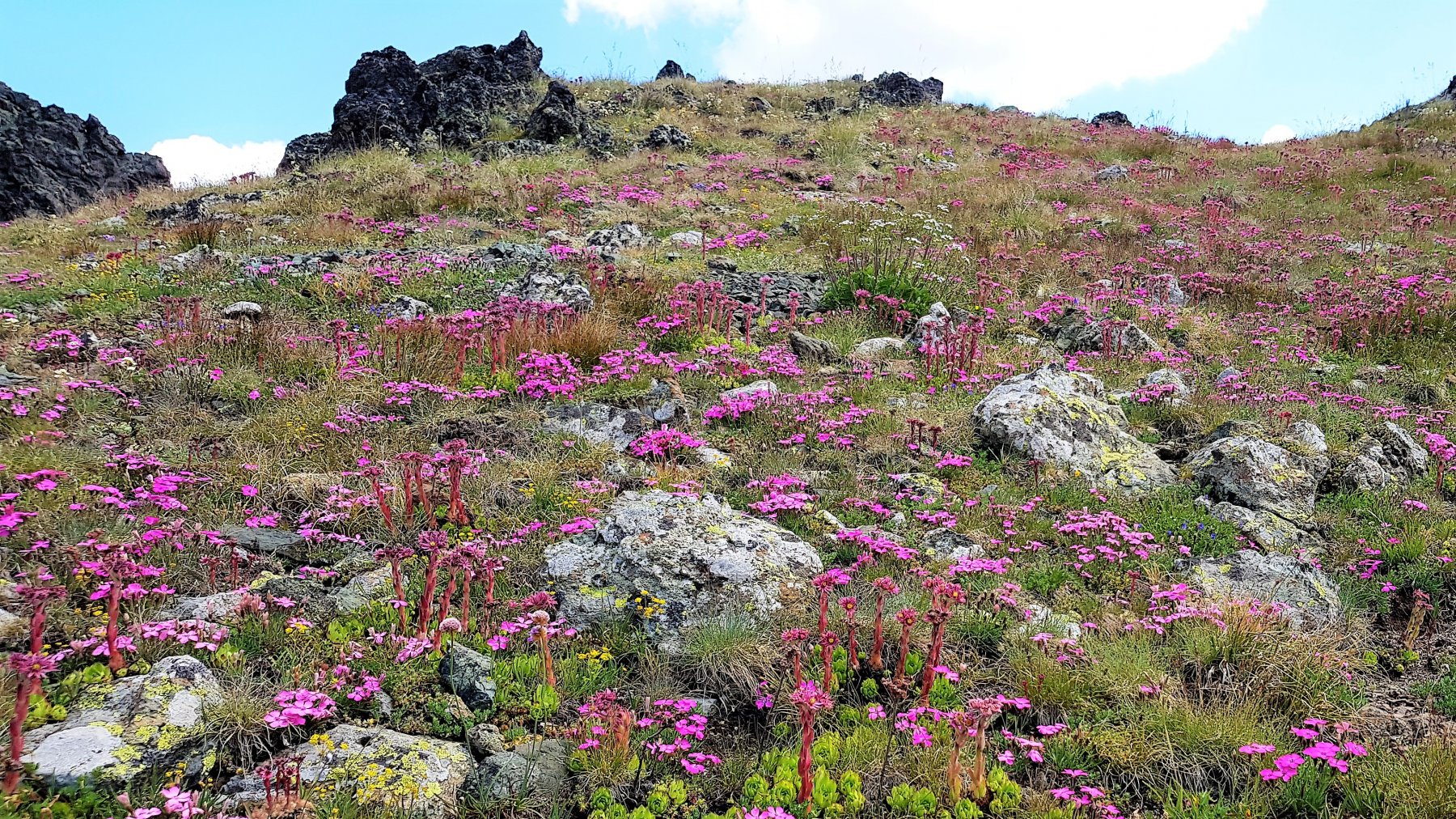prato fiorito sotto la vetta