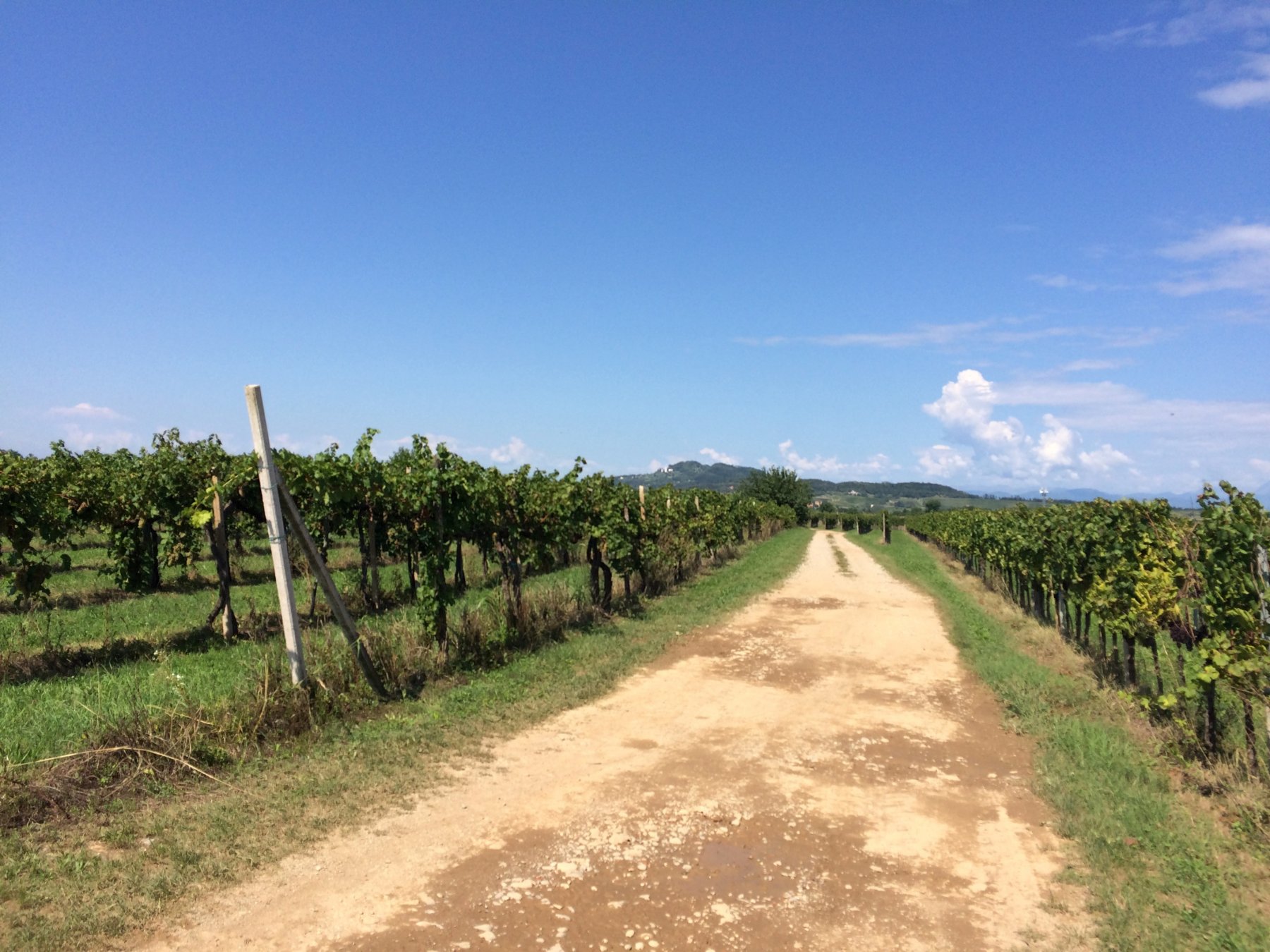 Vigneti prima di Cividale.