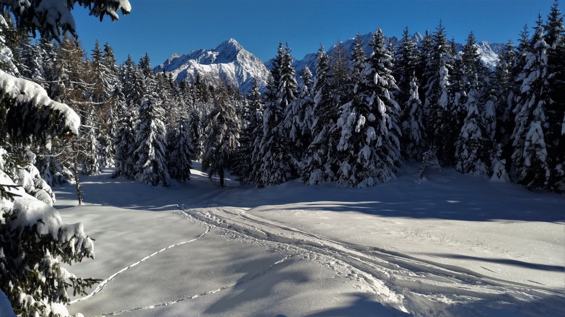 Radure nel bosco. Vista verso il gruppo dell'Adamello