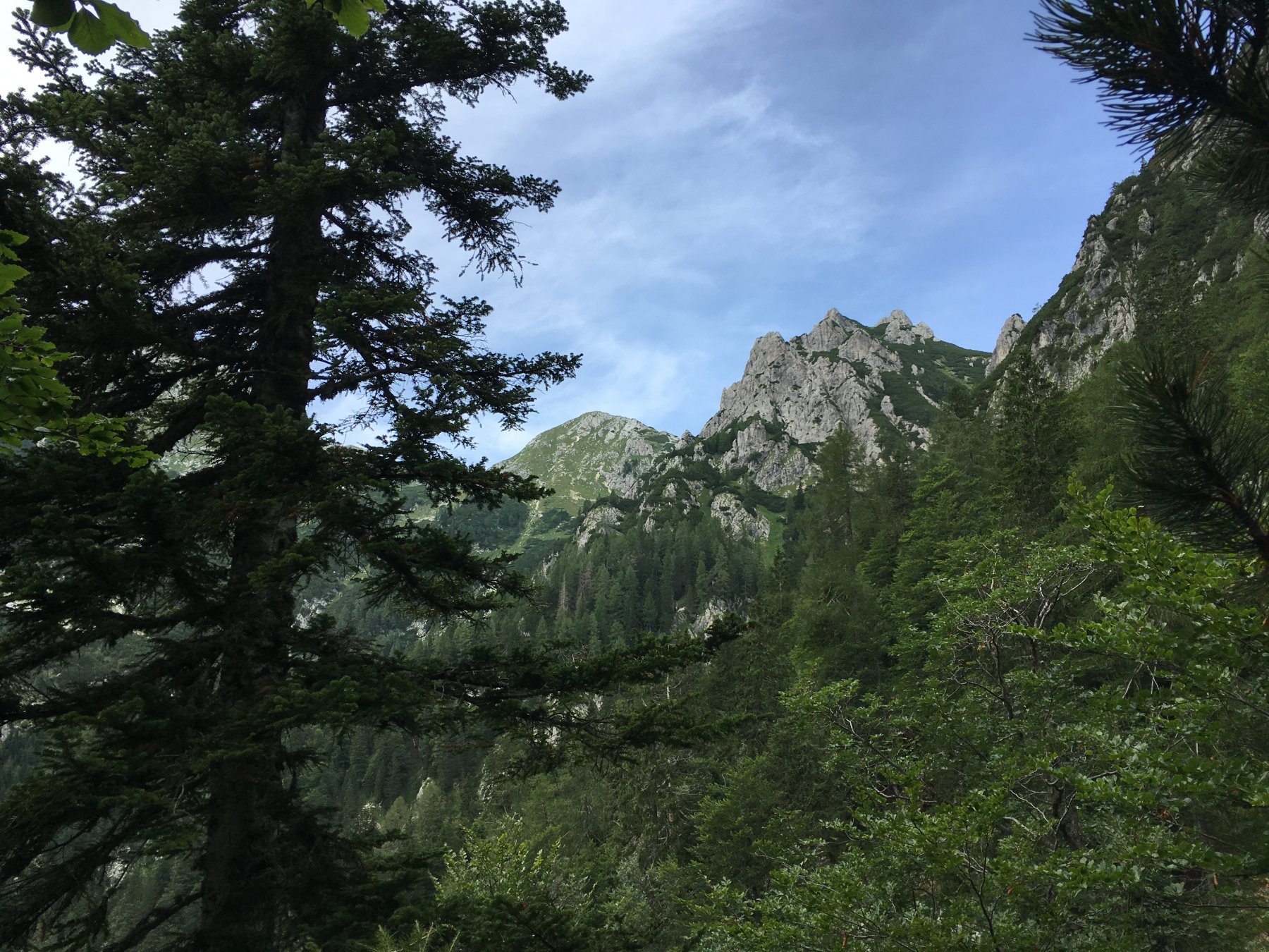 Sentiero dentro la foresta, sulla dx Monte Ablanca al centro il Tosc