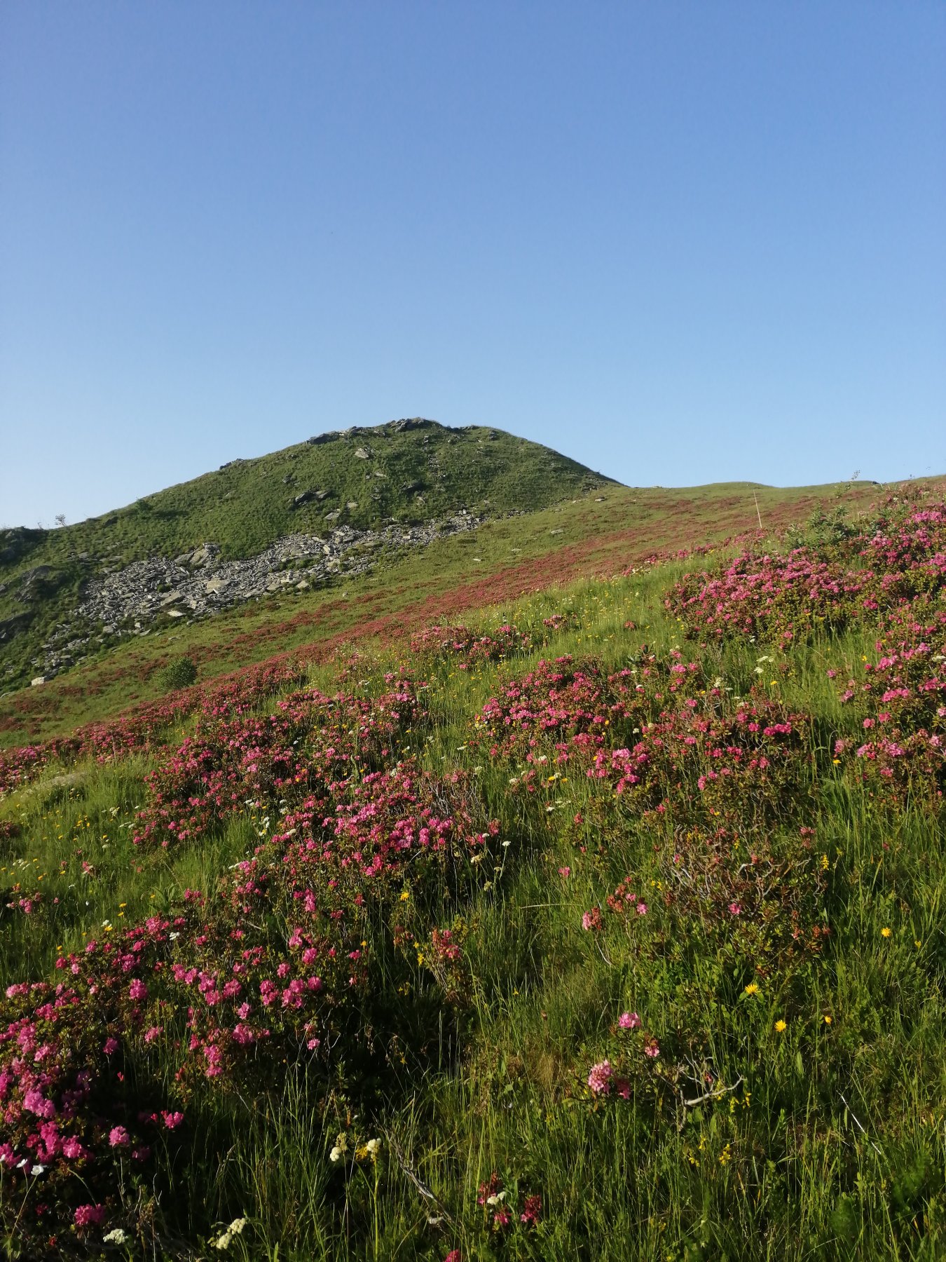 I rododendri in fiore sotto la vetta