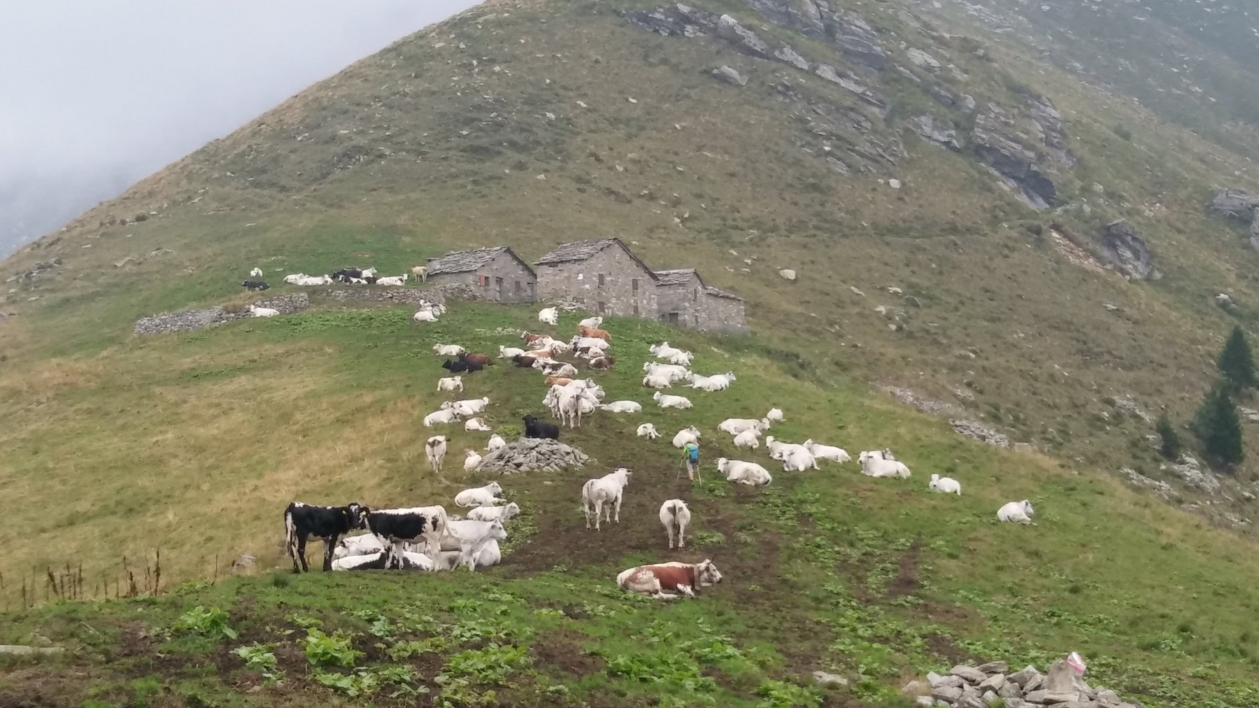 Pian (alpe di) Frigerola